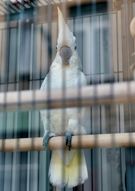 there are two white birds sitting on the bar