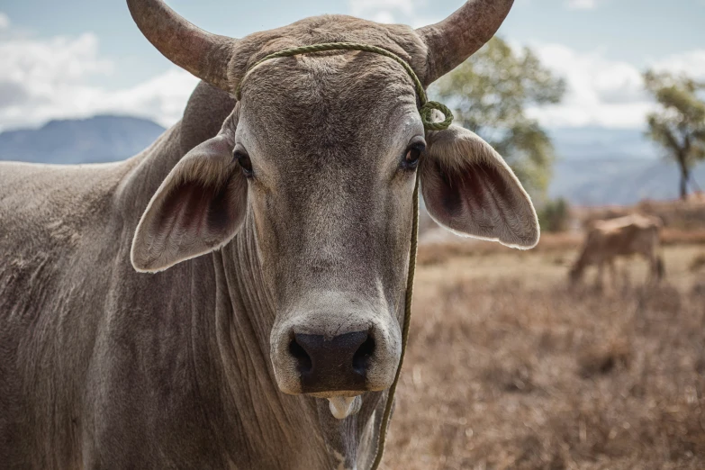 a cow with a tag in its ear looking into the camera