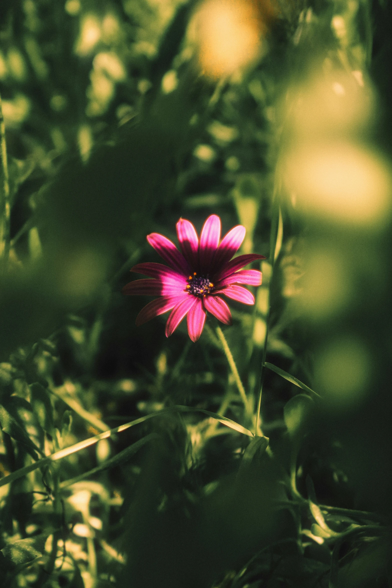 a flower is sitting in the grass and shining pink