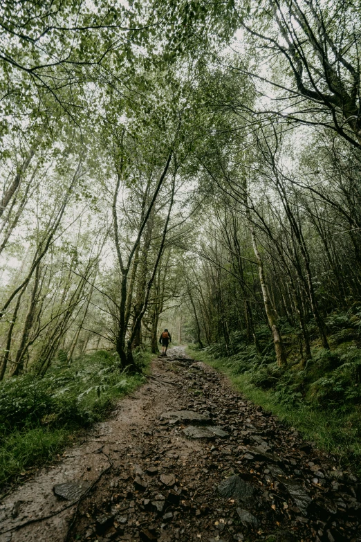 a narrow dirt road lined with trees and rocks