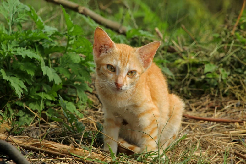 an orange kitten sitting in the middle of green foliage