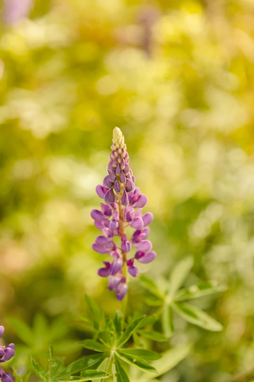 some small purple flowers near the forest