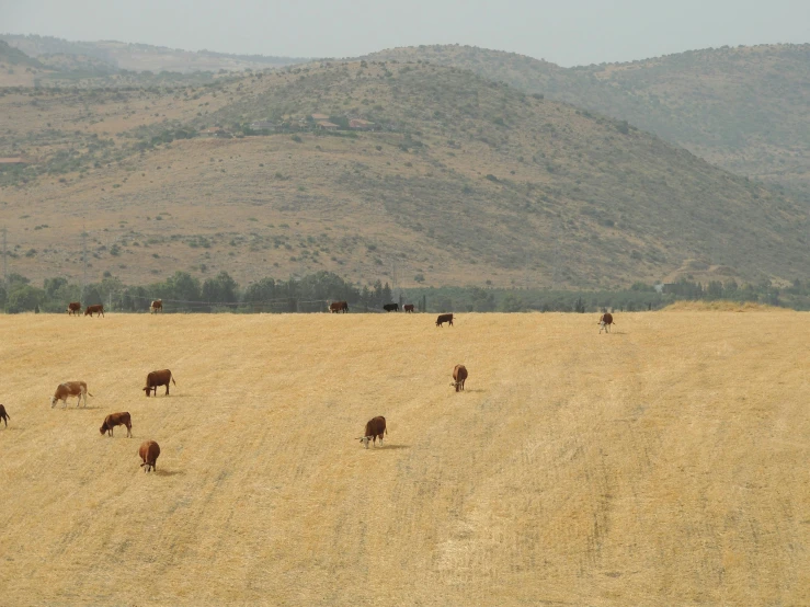 a herd of cattle walking across a dry grass field