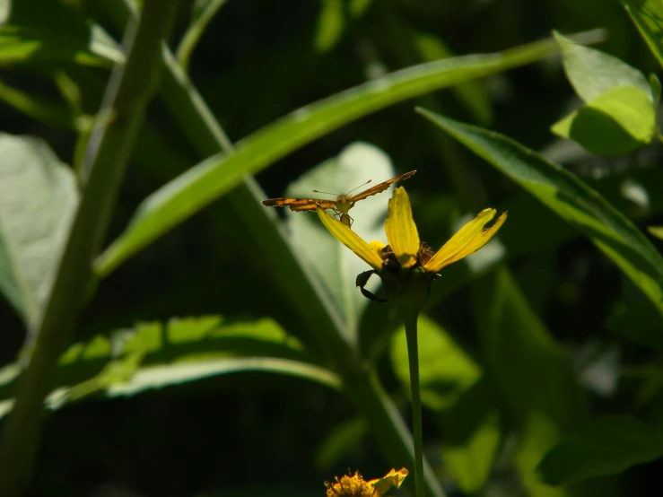 yellow and black flower with long stems in the sun