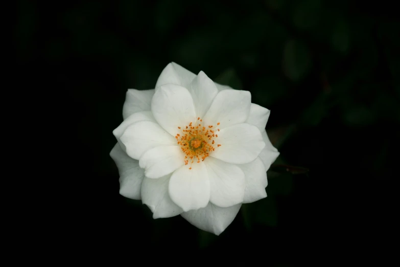 a single white flower that is close to the ground