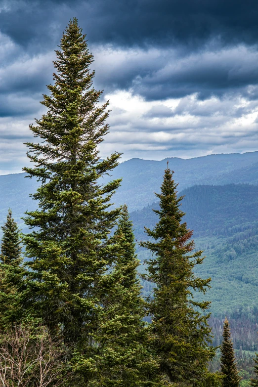 the view looking at the mountain range and fir trees