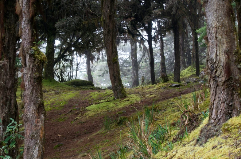 a dirt path that runs through the trees