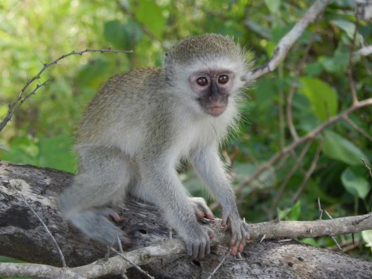 a small monkey that is sitting on top of a tree nch