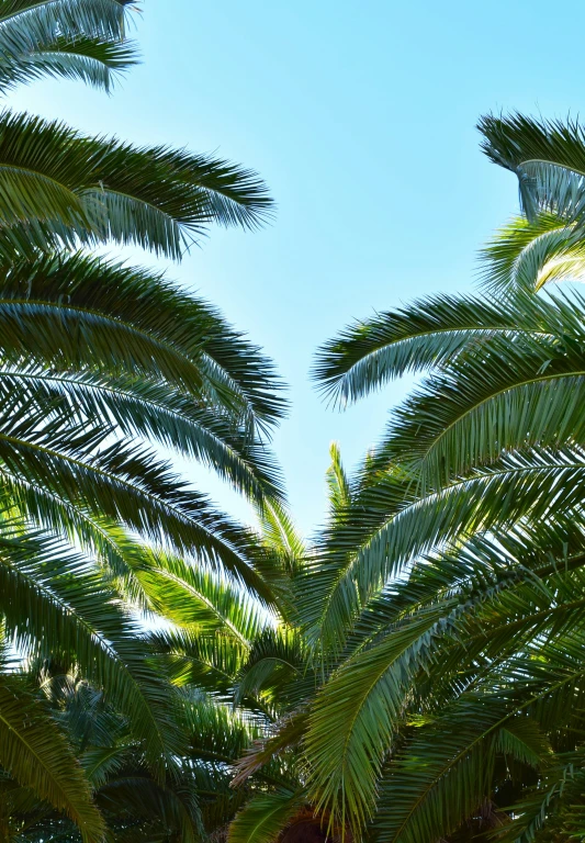 a po of palm trees on a sunny day