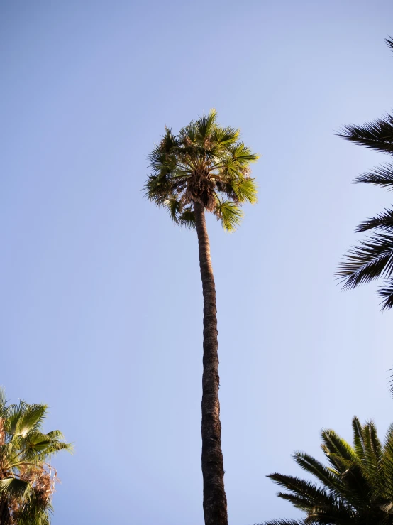 the palm tree is growing out of the ground