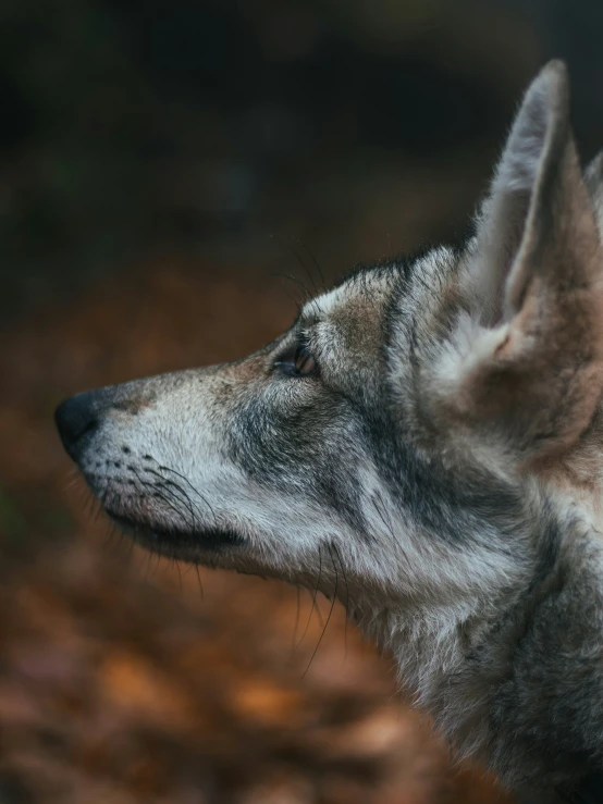 an adult wolf standing on top of a forest floor