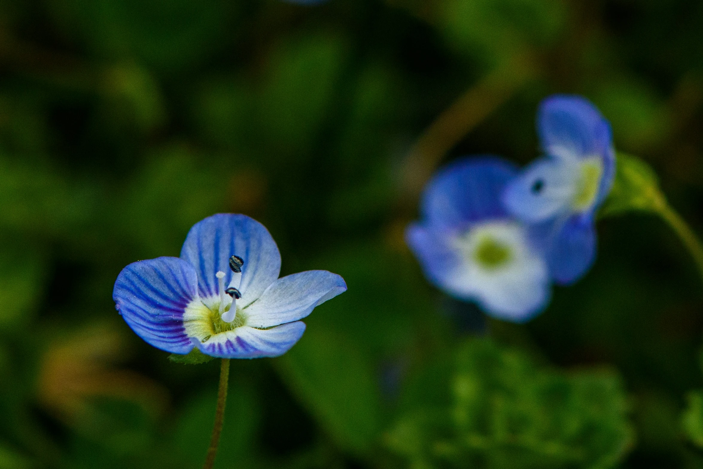 a group of blue flowers on green leaves