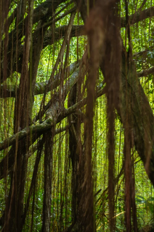 large trees and hanging vines in the forest