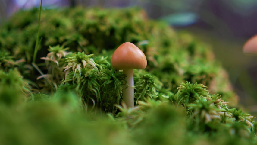 an orange mushroom is sitting in the moss