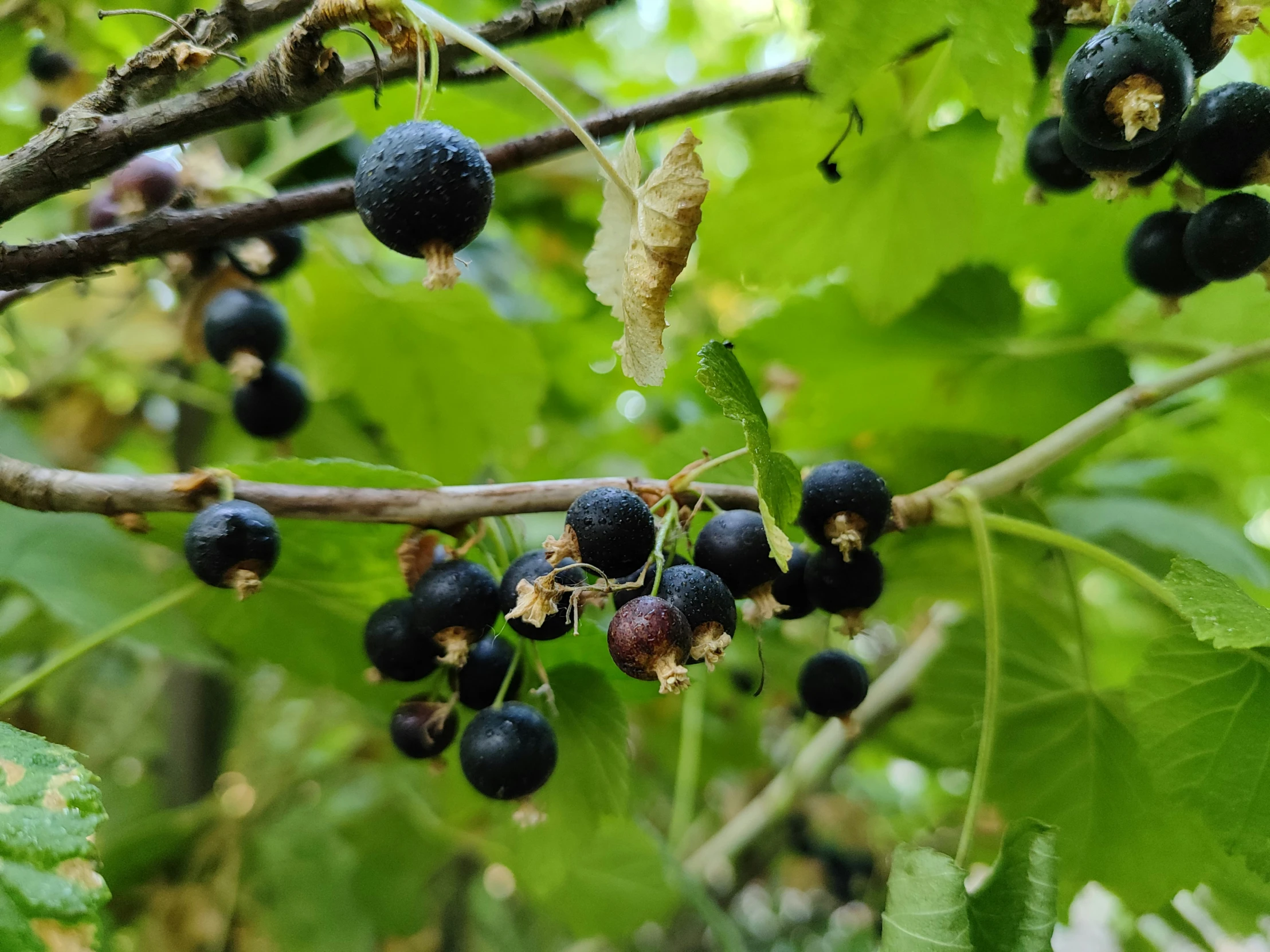 several black berries are growing on the tree