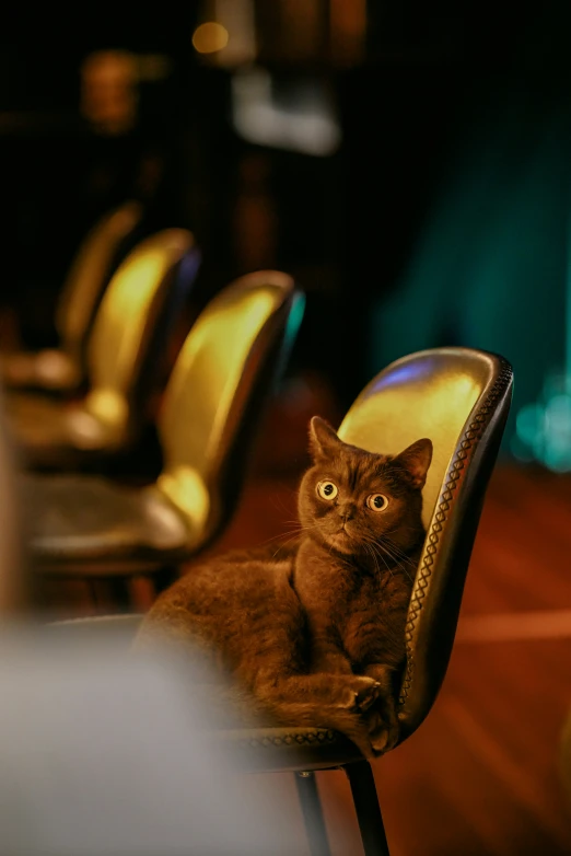 a brown cat sitting on a chair with other chairs behind it