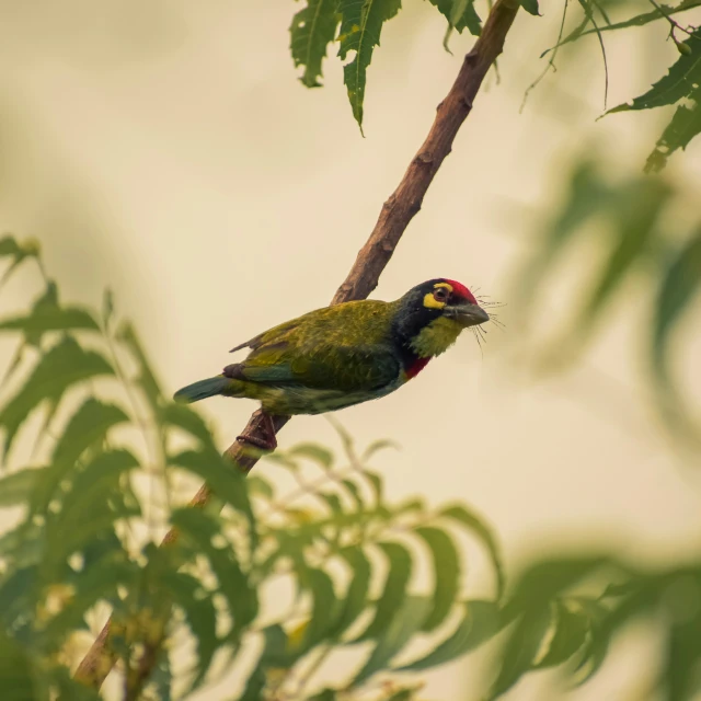 a small bird sitting on top of a tree nch