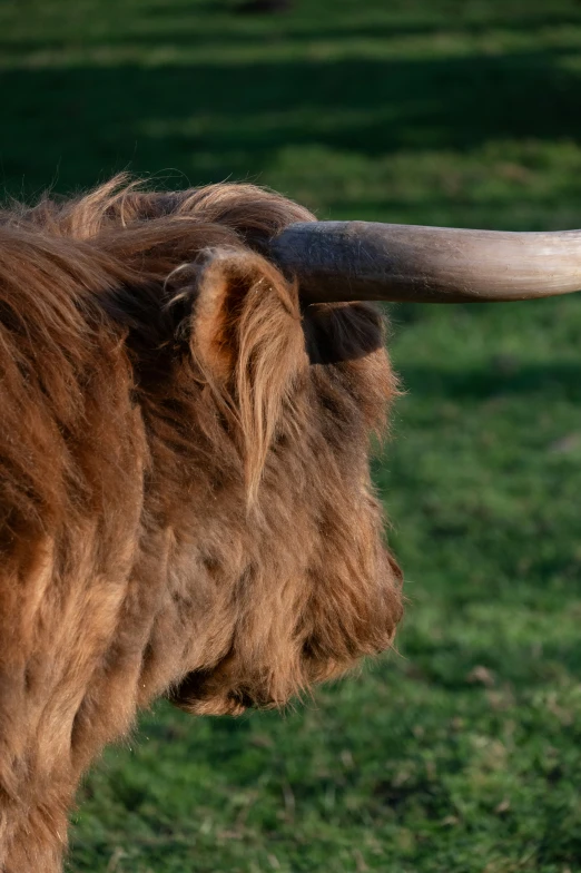 the head of a yak with big long horns