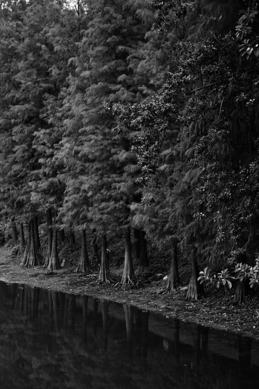 a dark forest filled with lots of trees