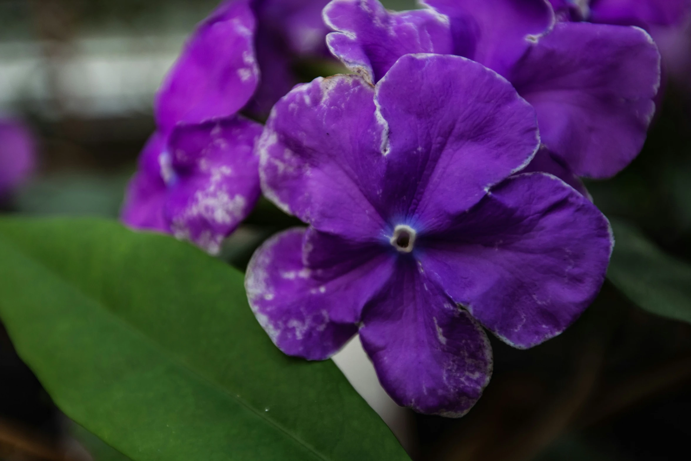 a close up of two purple flowers with green leaves