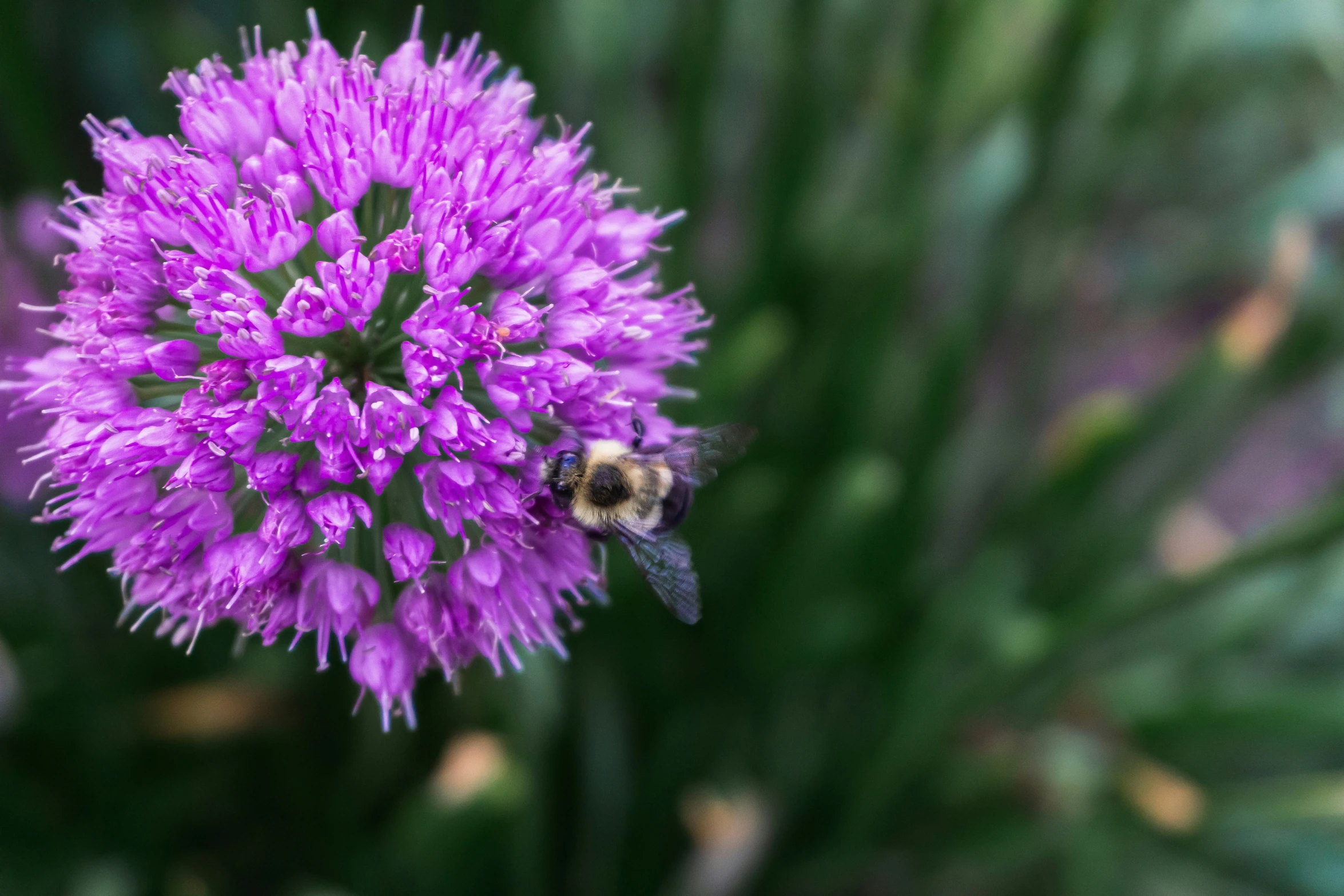 there is a purple flower that has some bees inside of it