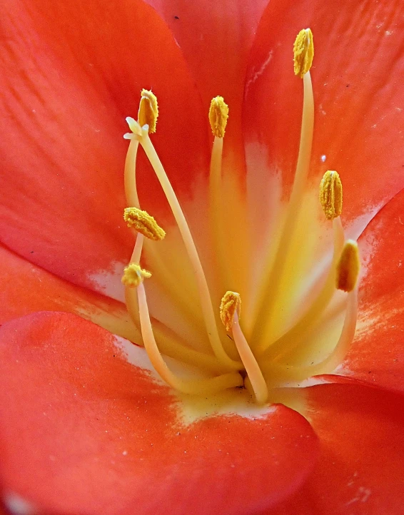 there is an image of a red flower with yellow stamen