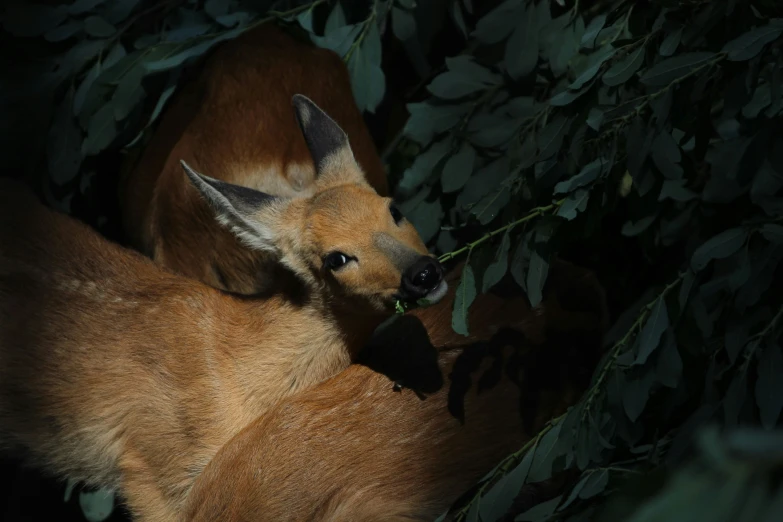 the deer is eating some leaves on a tree