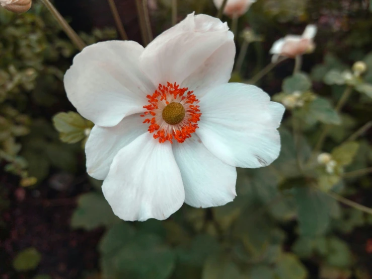 a white flower surrounded by green leaves