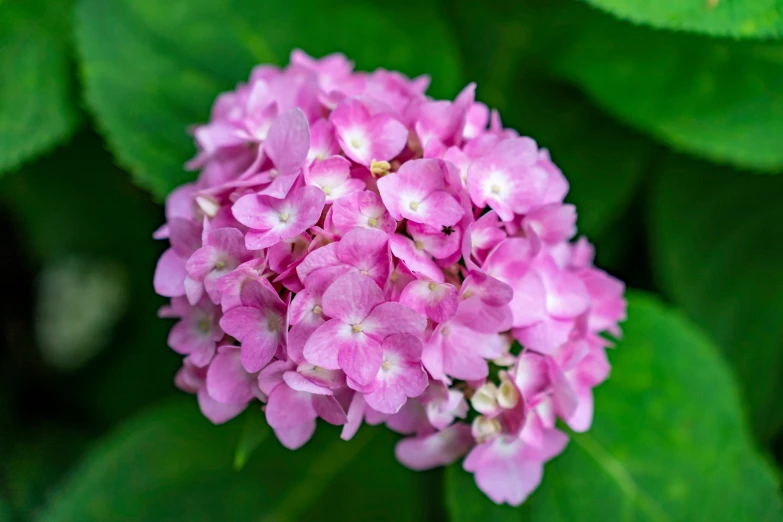 a small pink flower is growing near a large green leafy plant