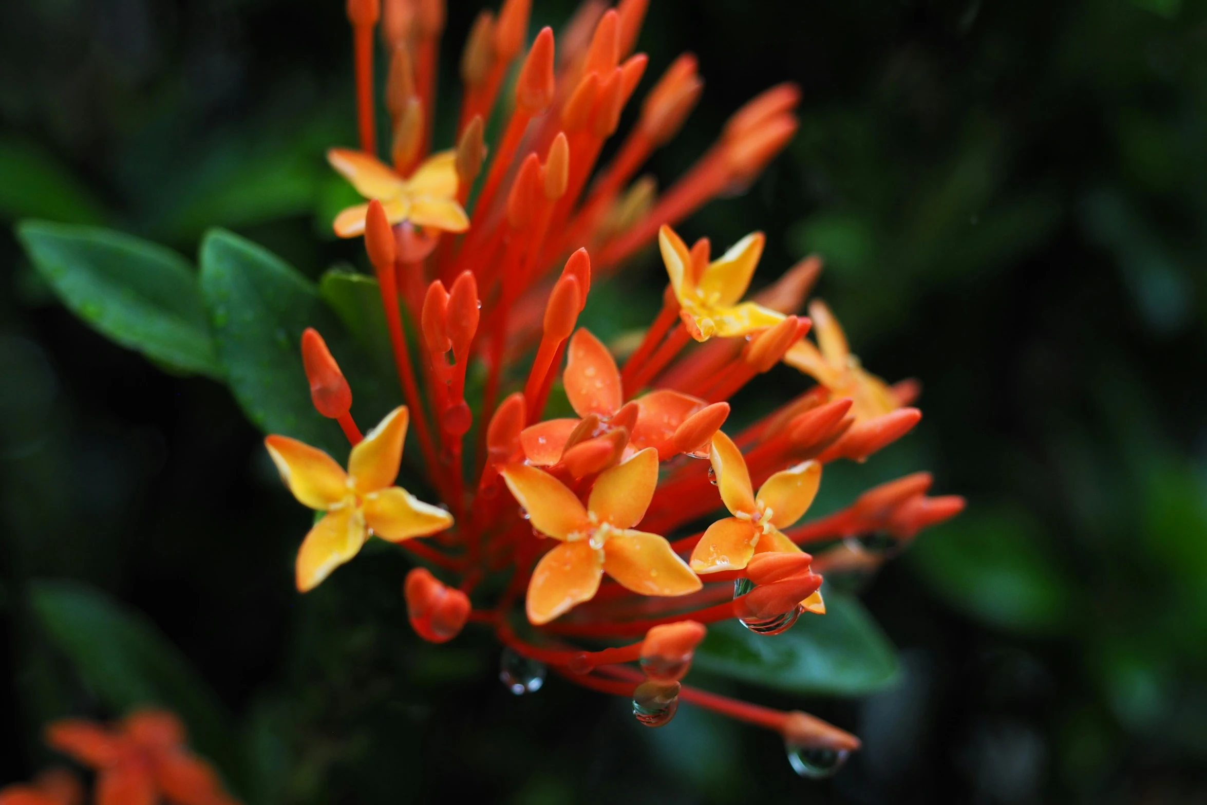 a small orange flower sitting on top of a green leaf