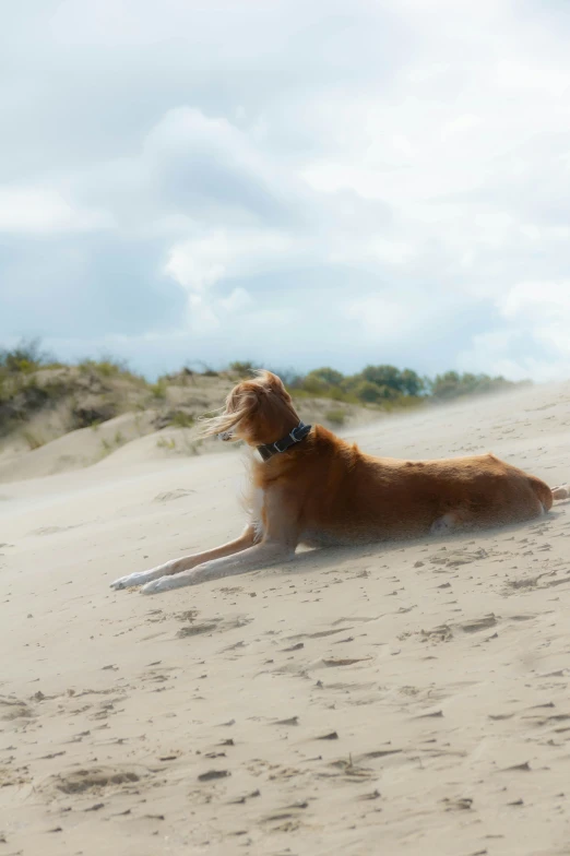 a brown dog is sitting on the sand
