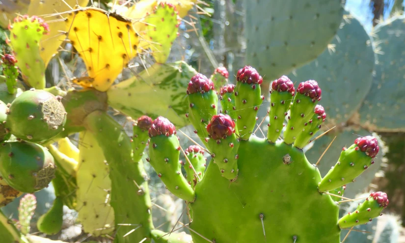 cactus in sun light, green with red flowers