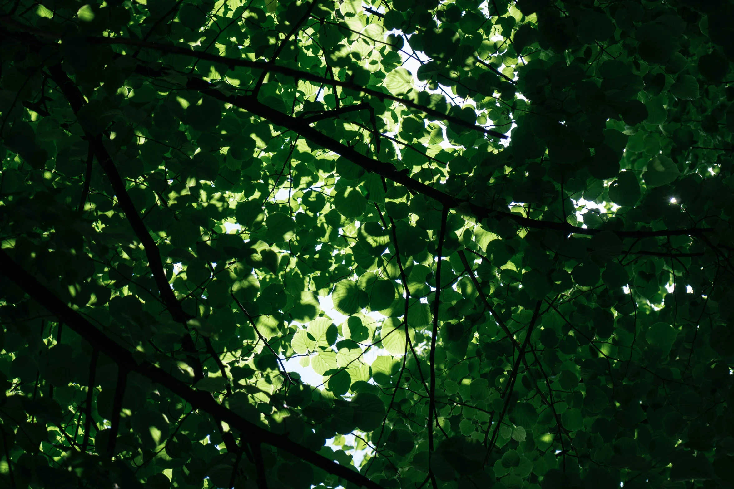 the sun shining through the leaves of a tree