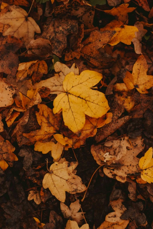 yellow leaf on the ground surrounded by brown leaves