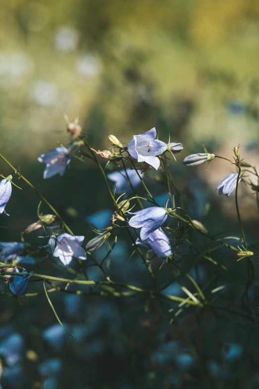 blue flowers are growing on green stems in a field