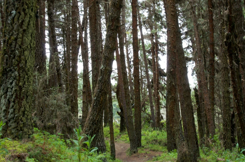 a path through a forest with lots of trees