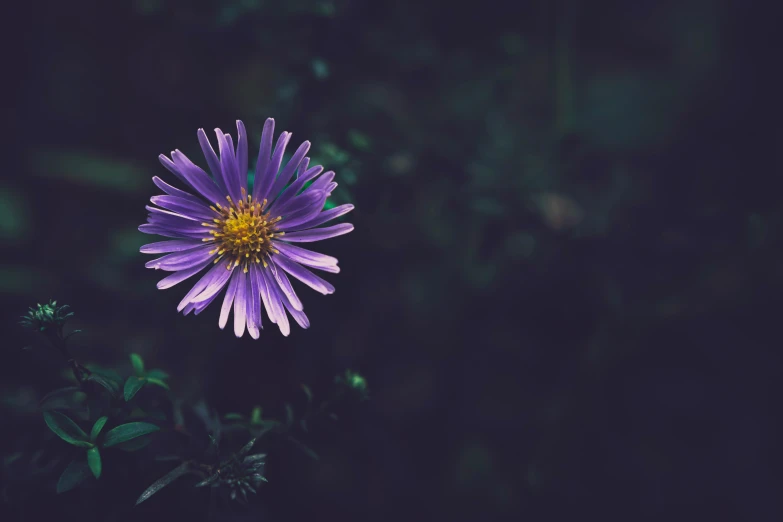 purple flower with yellow center, and dark background