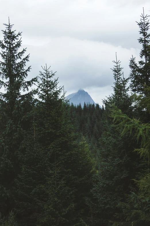 the mountains are surrounded by pine trees