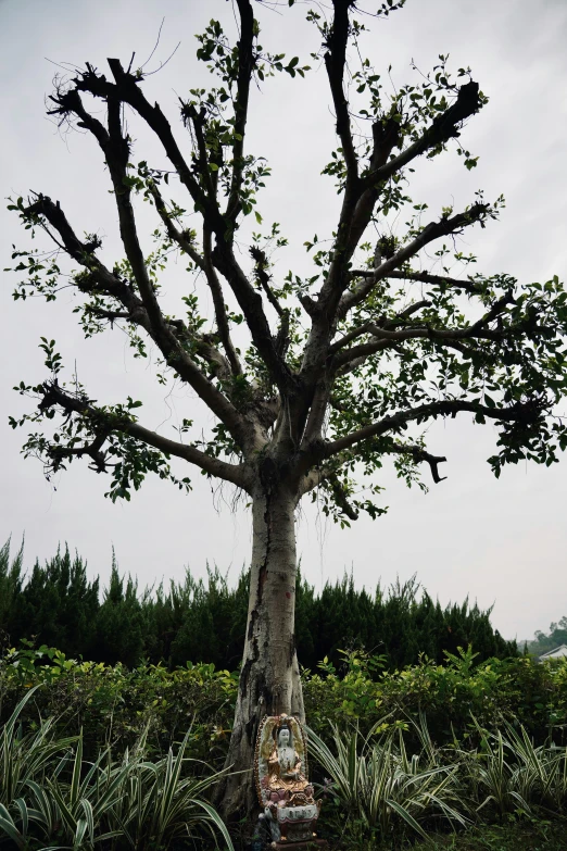 tree growing in a large patch of ground