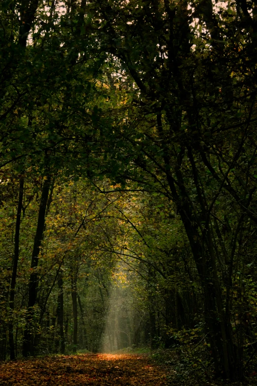 a trail is surrounded by dense foliage, trees and leaves