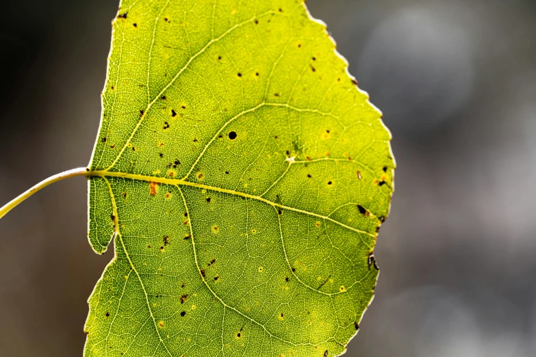 an empty green leaf is sitting on a piece of wood