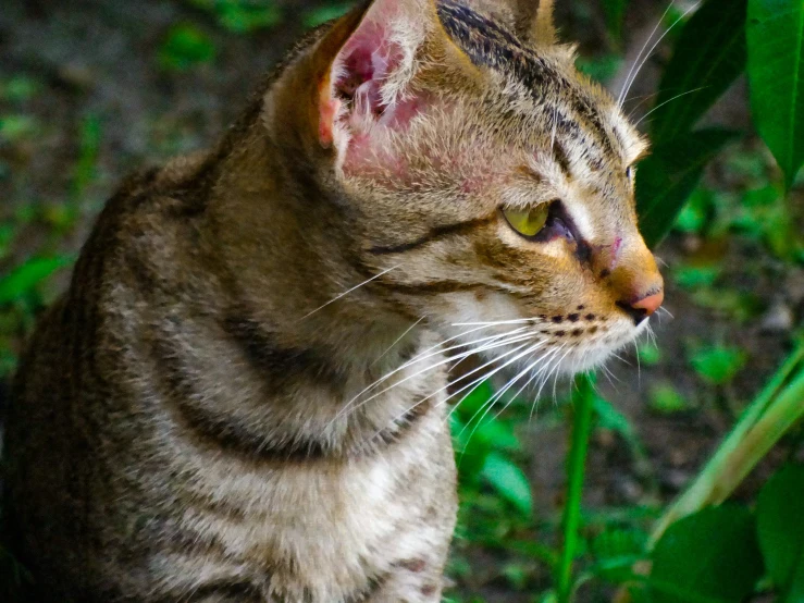 a cat that is looking into the distance