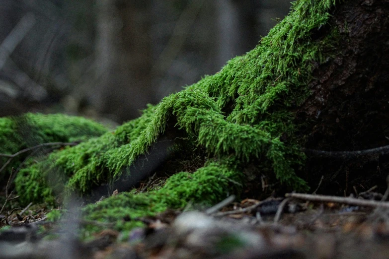 a patch of green moss sitting on the forest floor