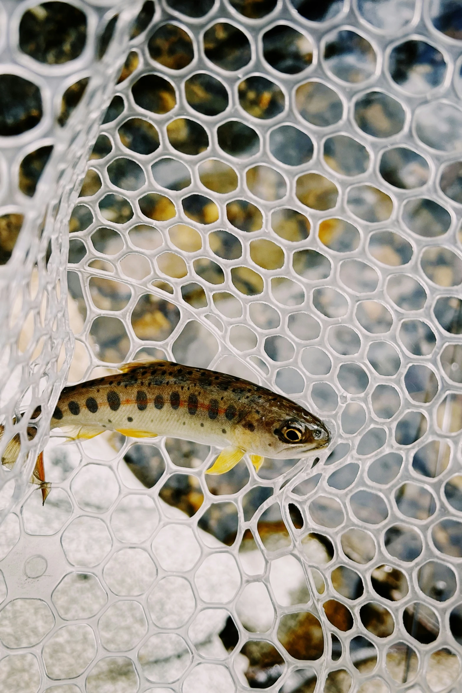 an animal that is laying inside of a mesh