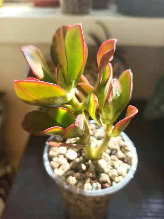 a small succulent sits in a white cup on a table