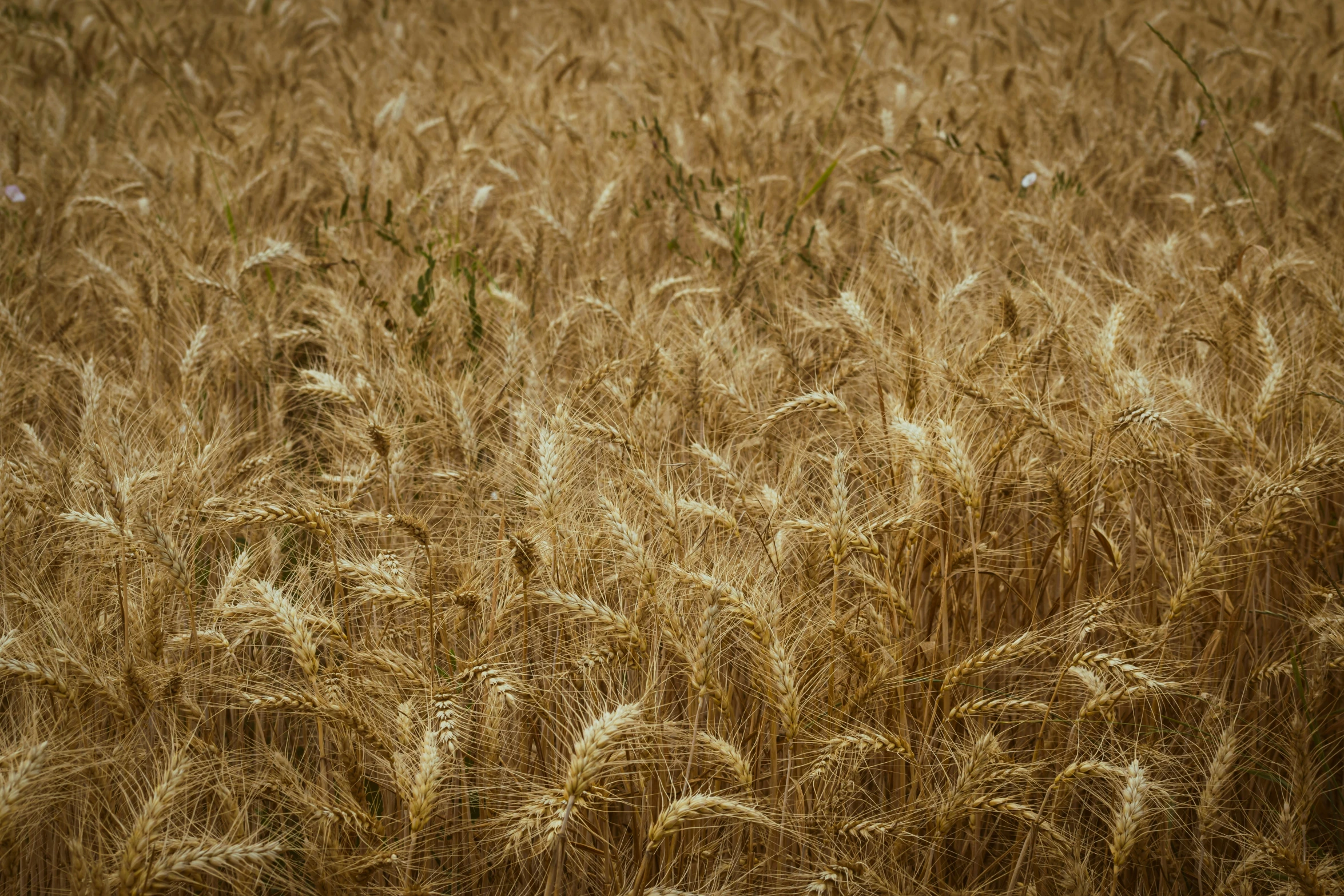 an image of a field with grain in it
