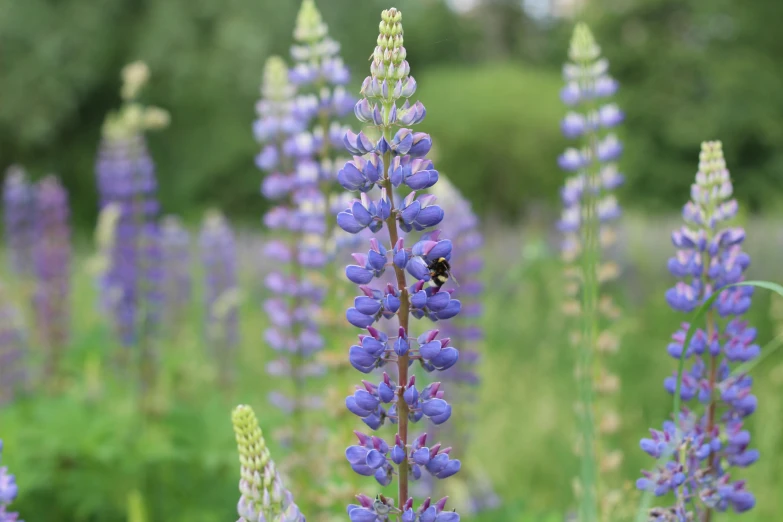 a bee that is standing on a flower