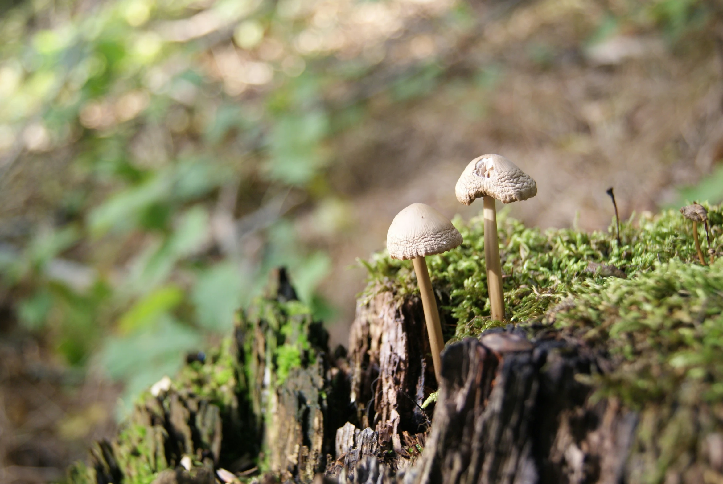 mushrooms growing on a tree stump in the forest