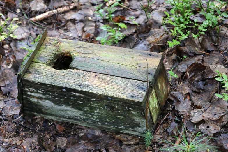 a broken wooden box in the middle of leaves