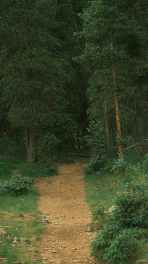 a pathway is bordered with tall trees